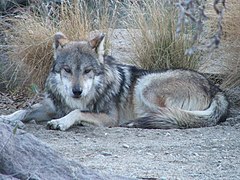 Mexikanischer Wolf