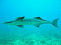 Common remora