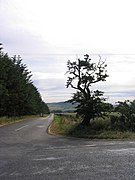 Roman road to Vindolanda - geograph.org.uk - 299099.jpg