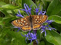 Hedepletvinge Euphydryas aurinia