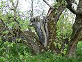 An old black mulberry tree in spring