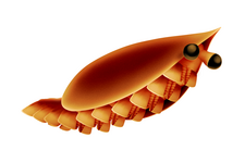 A life reconstruction of the basal deuteropod Erratus, which helped reveal the evolution of arthropod trunk appendages