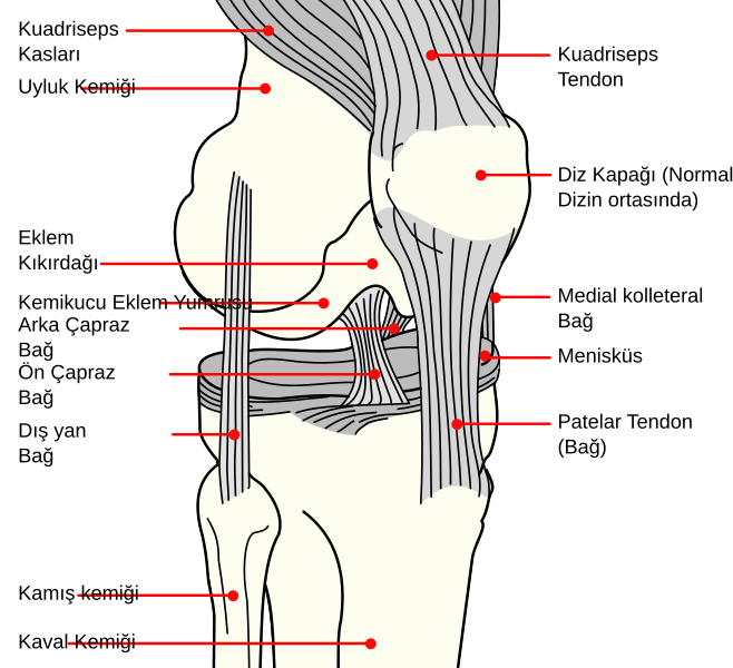 File:Knee diagram tr.svg