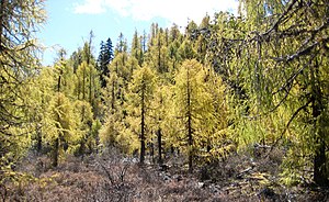 Larix potaninii en Huluhajo (Siĉuano)