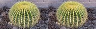 Stereoscopic crossview of a golden barrel cactus