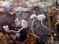 Mycena smithiana