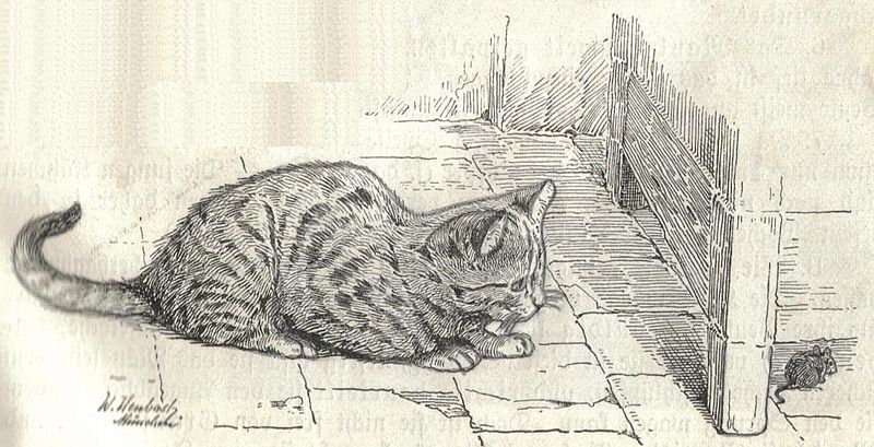 File:Heubach cat.jpg