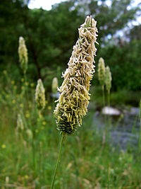 Alopecurus pratensis, lisičiji repak