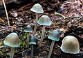 Mycena subcaerulea