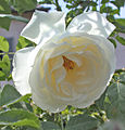 Rose 'Climbing Schneewittchen'