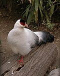 White-eared pheasant