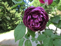 Rosa gallica 'Cardinal de Richelieu' 1840.