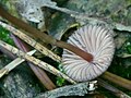 Mycena rubromarginata