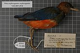 Balg van de Filipijnse pitta (Erythropitta erythrogaster) uit 1823 uit de collectie van Coenraad Jacob Temminck.