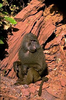 Baboon Lake Manyara Park.jpg