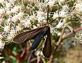 Yellow Collared Scape Moth