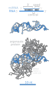 MicroRNAs and Argonaute RNA binding.svg