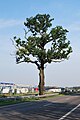 Rykantai Oak