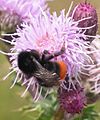 Bombus lapidarius