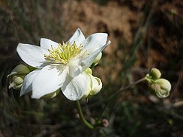 Thalictrum tuberosum