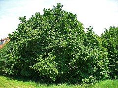 Obična lijeska (Corylus avellana)