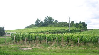 Vignes (fin de « Les Bdeurs »).