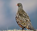 Snow partridge