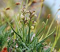 Alpine dwarf orchid (Chamorchis alpina)