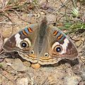 Junonia coenia