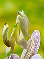 Hymenopus coronatus