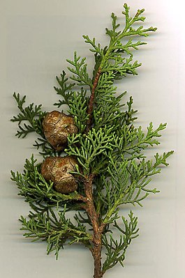 Cupressus sempervirens: raphinkunapas puquyninkunapas