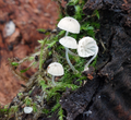 Mycena clavularis