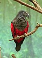 Pesquet's Parrot