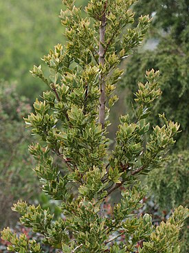 Tasmanianlapakkapuu (Phyllocladus aspleniifolius)