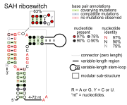 SAH riboswitch: Secondary structure for the riboswitch marked up by sequence conservation. Family RF01057.