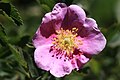 Lighter pink flower, at 7,000 ft (2,100 m) in the Eastern Sierra