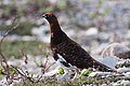 Willow grouse