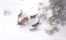 Aerial photograph a bull elk in winter being pursued by four wolves