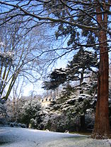 Un séquoia géant (à droite) (Sequoiadendron giganteum)