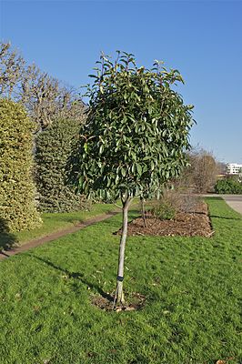 Photinia serratifolia