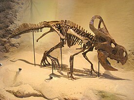 Protoceratops andrewsi