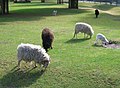 Sheep in Nunspeet, the Netherlands.