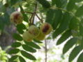 Jeřáb oskeruše (Sorbus domestica)