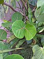 Potted Coccoloba uvifera