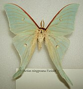 Actias ningpoana