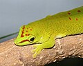 Madagascar giant day gecko