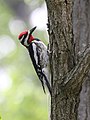 Yellow-bellied Sapsucker