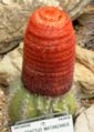 Melocactus matanzanus