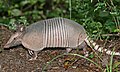 armadillo .