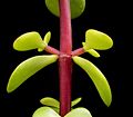 Detail stonku Portulacaria afra